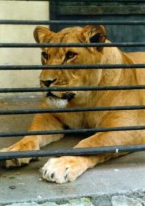 lions_0359_medres.jpg