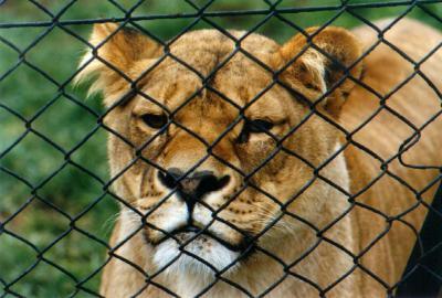 lions_0360_medres.jpg