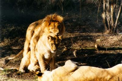 lions_0365_medres.jpg