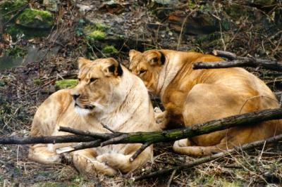 lions_0366_medres.jpg