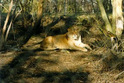 lions_0367_medres.jpg