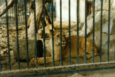 lions_0369_medres.jpg