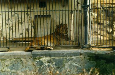 lions_0370_medres.jpg