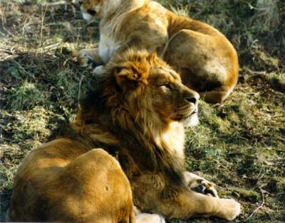 lions_0371_medres.jpg