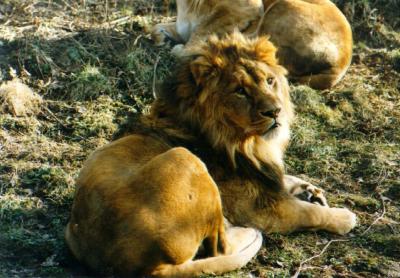 lions_0372_medres.jpg