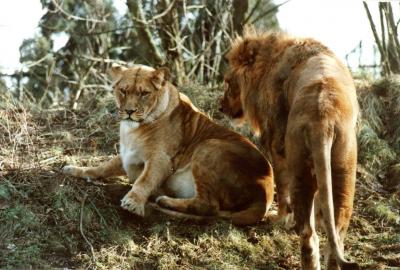 lions_0373_medres.jpg