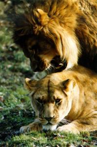 lions_0375_medres.jpg