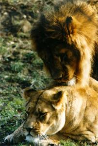 lions_0376_medres.jpg