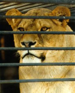 lions_0382_medres.jpg