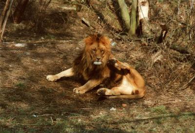 lions_0383_medres.jpg