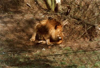 lions_0384_medres.jpg