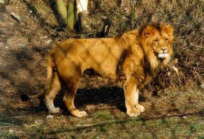 lions_0385_medres.jpg