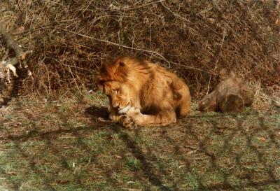 lions_0386_medres.jpg