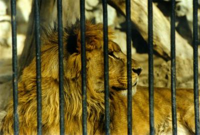 lions_0390_medres.jpg