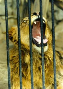 lions_0392_medres.jpg