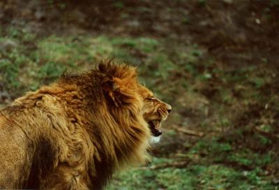 lions_0393_medres.jpg