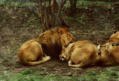 lions_0395_medres.jpg