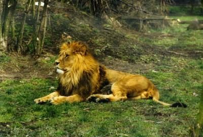 lions_0396_medres.jpg