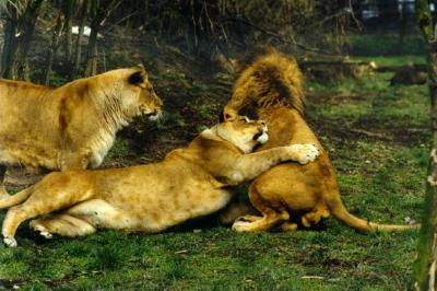 lions_0397_medres.jpg