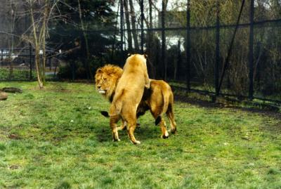 lions_0398_medres.jpg