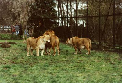 lions_0400_medres.jpg