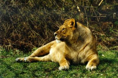 lions_0401_medres.jpg