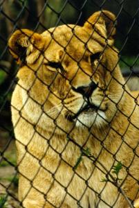 lions_0402_medres.jpg