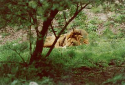 lions_0403_medres.jpg