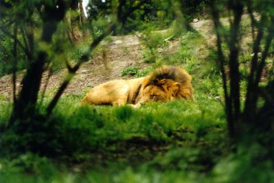 lions_0404_medres.jpg