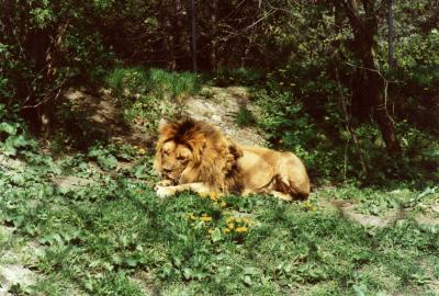 lions_0406_medres.jpg