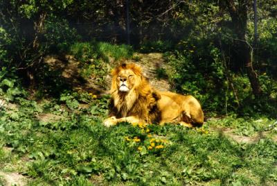 lions_0407_medres.jpg