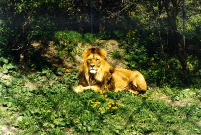 lions_0408_medres.jpg