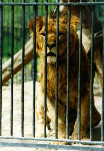 lions_0409_medres.jpg