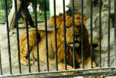 lions_0410_medres.jpg