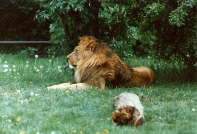 lions_0412_medres.jpg