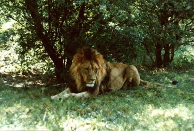 lions_0420_medres.jpg