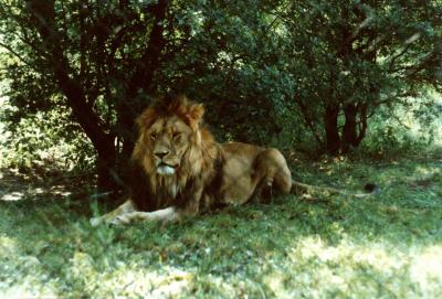 lions_0421_medres.jpg