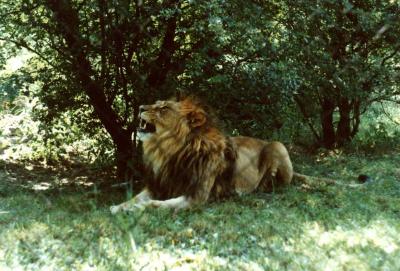 lions_0422_medres.jpg