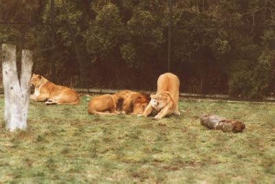 lions_0434_medres.jpg