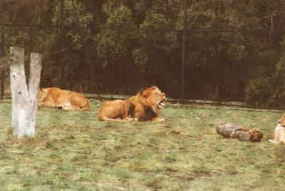 lions_0435_medres.jpg