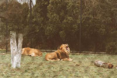 lions_0436_medres.jpg