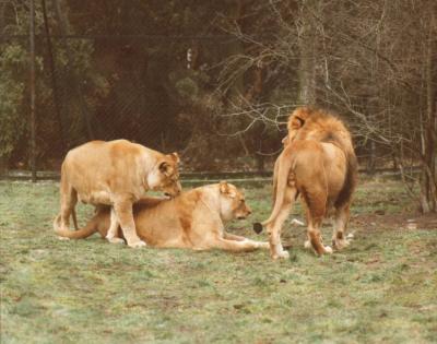 lions_0438_medres.jpg