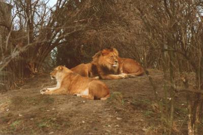 lions_0444_medres.jpg