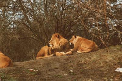 lions_0445_medres.jpg