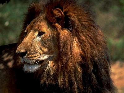 lions_0466_medres.jpg