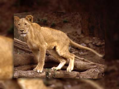 lions_0474_medres.jpg