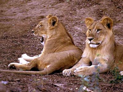 lions_0475_medres.jpg