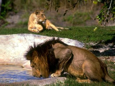 lions_0480_medres.jpg