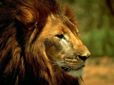 lions_0481_medres.jpg