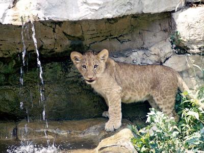 lions_0483_medres.jpg